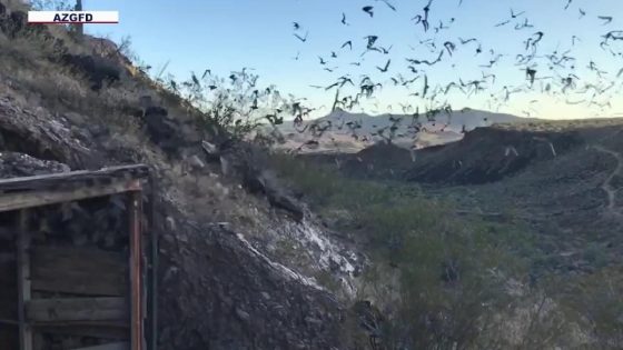 Bat swarm registered as rain on Phoenix weather radar; bigger swarms expected later this summer – MASHAHER