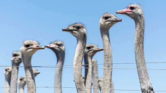 Ex-workers say ostriches die ‘in huge numbers’ at farm south of Boise. What the owner says – MASHAHER