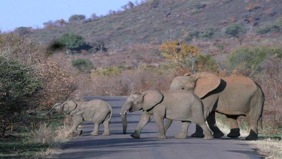 Elephants trample a Spanish tourist to death in South Africa. He left a car to take photos – MASHAHER