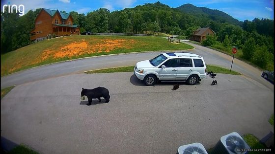 Bear with rare five-cub litter breaks into, steals from SUV in Great Smoky Mountains. Watch the video – MASHAHER