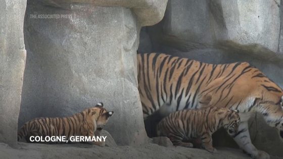 Mother tiger keeps close eye on her young ones as Cologne zoo unveils two cubs to public – MASHAHER