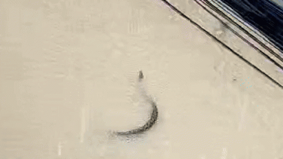 Snake Swims Along Flooded Street in Manila – MASHAHER