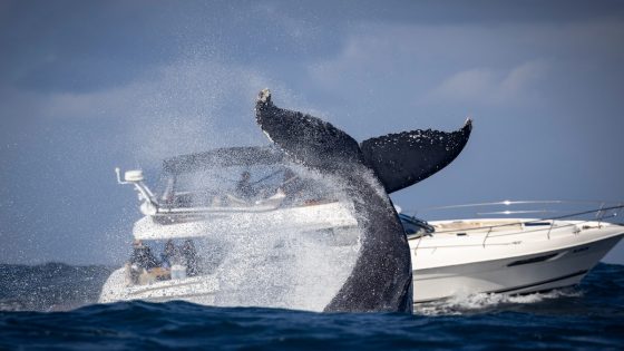 Incredible Footage of Whale ‘Toppling’ Boat in New England Is Legitimately Almost Unbelievable – MASHAHER