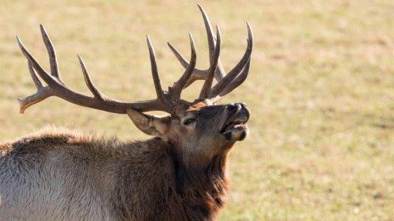 Yellowstone tourists learn the hard way why you should never, ever approach elk during the rut – MASHAHER