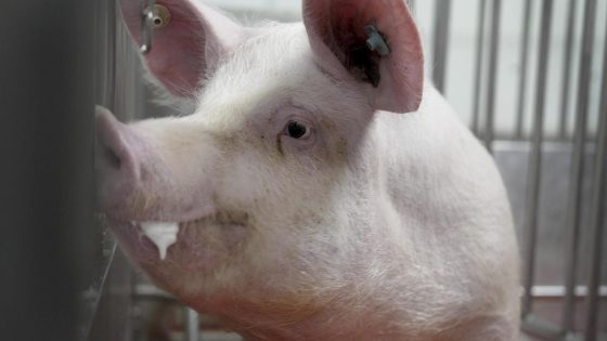 Meet some of the world’s cleanest pigs, raised to grow kidneys and hearts for humans – MASHAHER