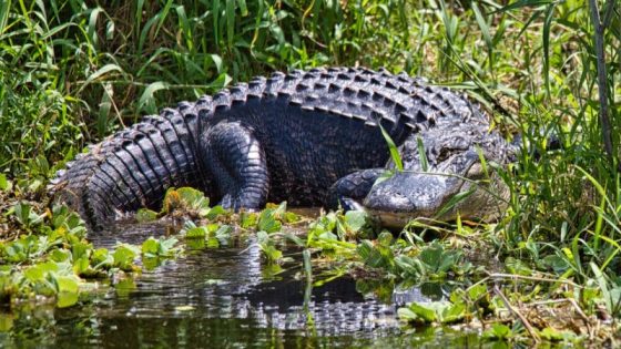 Florida woman survives alligator attack – MASHAHER