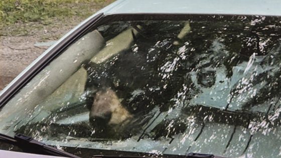 Black bear and cub destroy car in Connecticut after getting trapped inside – MASHAHER