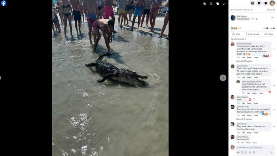 Alligator carcass washes onto Hilton Head Island beach. How it got there is a ‘mystery’ – MASHAHER