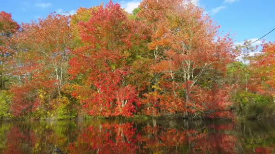 Tired of the heat? Here’s what the Old Farmer’s Almanac predicts for 2024 fall weather – MASHAHER