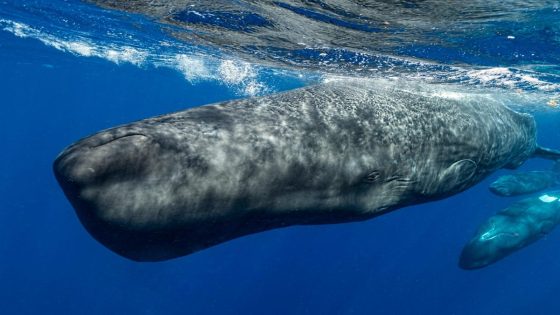 Scientists are closer than ever to deciphering the secret language of sperm whales. AI could be the key. – MASHAHER