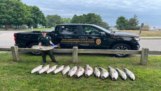 Fisherman caught with oversized stripers in NH; planned to sell them in Mass. – MASHAHER