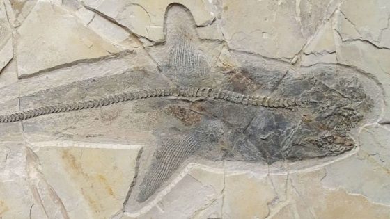 Fossil of an ancient shark that swam in the age of dinosaurs solves centuries-long mystery – MASHAHER