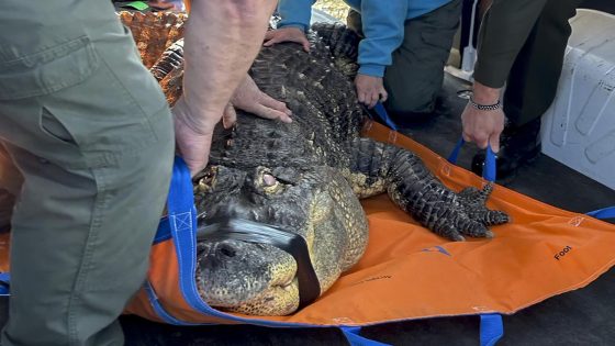 Albert the alligator’s owner sues New York state agency in effort to be reunited with seized pet – MASHAHER