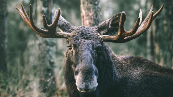 After several moose stompings this year, we ask the question – can you use bear spray on a moose? – MASHAHER