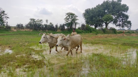 In Madhya Pradesh, Organic Farming Scheme Wilts In Soil Of Corruption – MASHAHER