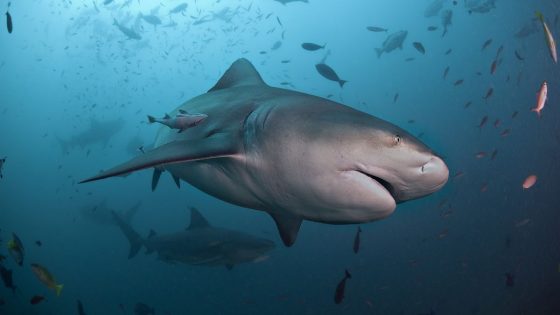 Shark leaves man in hospital after vicious attack on popular Australian beach – MASHAHER