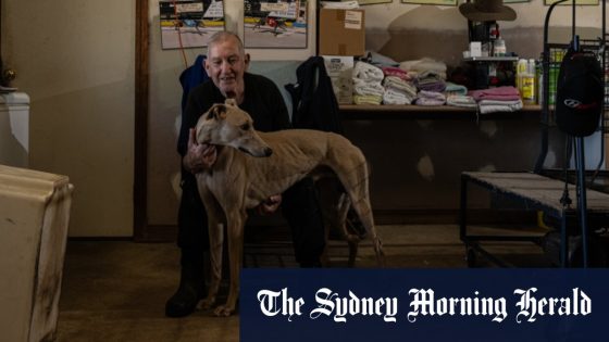 Greyhound trainer Luke Azzopardi’s bond with dogs – MASHAHER