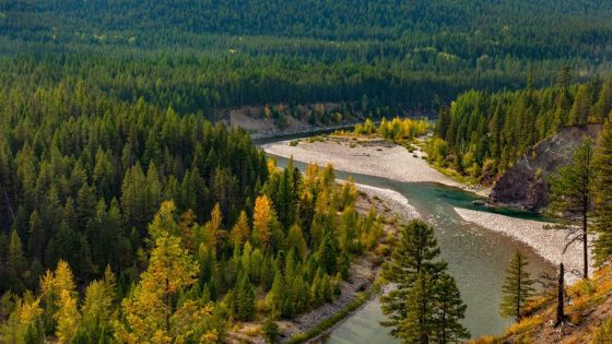 A 72-year-old was alone picking huckleberries in a Montana forest. Then, a grizzly bear attacked him – MASHAHER