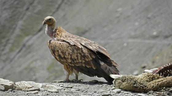 India lost its vultures, and scientists say humans have paid the price – MASHAHER