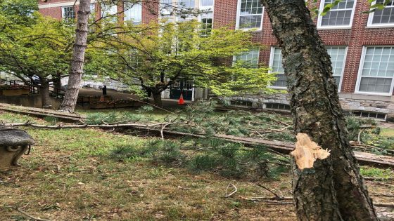 Staunton Library grounds undergoing renovation, including tree removal, for new tiered terrace – MASHAHER