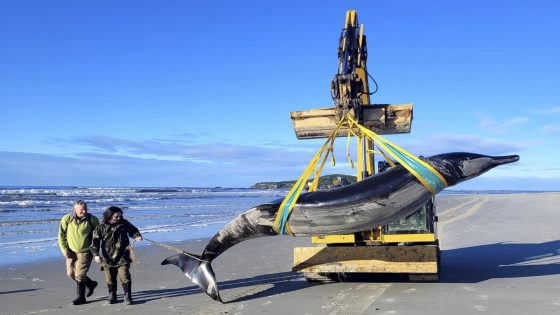 World’s rarest whale may have washed up on New Zealand beach, possibly shedding clues on species – MASHAHER