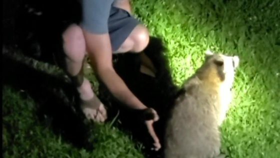 Friends save raccoon choking on cheese at cookout – MASHAHER