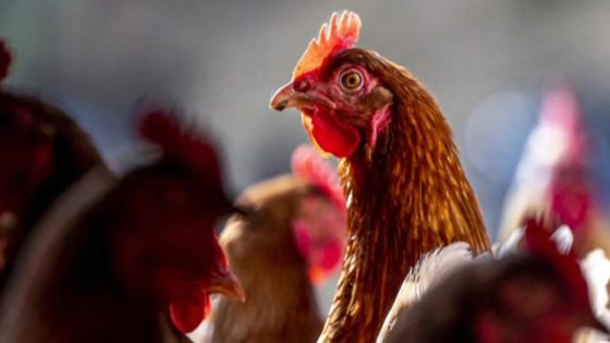 3 Colorado poultry workers test presumptively positive for bird flu – MASHAHER