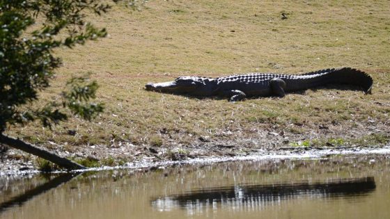 Man told cops he wanted to ‘take on an alligator’ on Hilton Head. Was he hallucinating? – MASHAHER