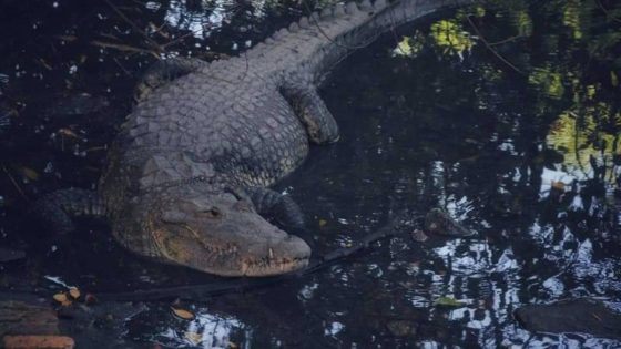 Heavy rains leave at least 200 crocodiles crawling around cities in Mexico near Texas, increasing “risk for the population” – MASHAHER