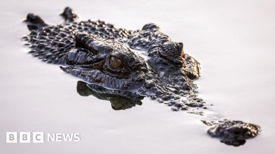 Fears for Australian child missing after croc attack – MASHAHER