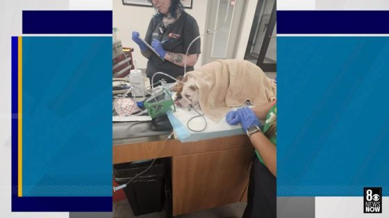 Dog found inside plastic tote near dumpster during extreme heat wave in Las Vegas – MASHAHER