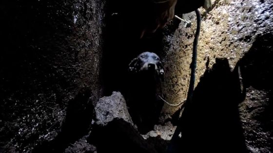 Watch rappeller rescue puppy from 25-foot deep volcanic fissure on Hawaii’s Big Island – MASHAHER