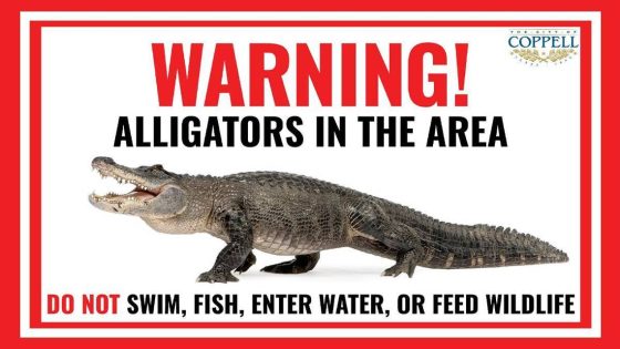 Warning issued after an alligator is spotted in this Dallas-Fort Worth suburb – MASHAHER