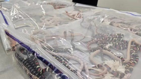 Man stopped at customs with 100 live snakes down his pants – MASHAHER