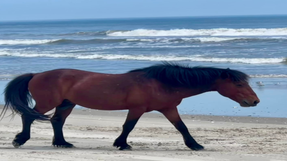 Two people face charges following deadly accident involving wild horse in Corolla – MASHAHER