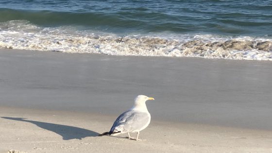 Man charged with animal cruelty after incident with seagull on Wildwood boardwalk – MASHAHER