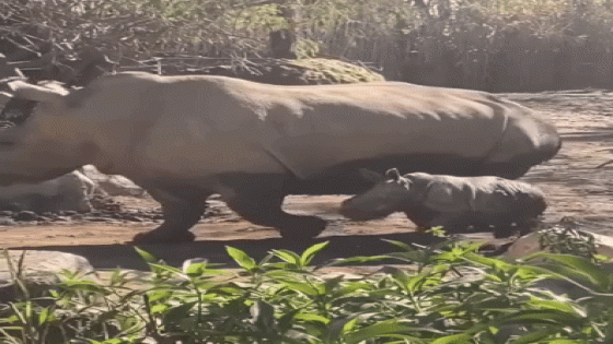 Rare White Rhino Birth Celebrated at Chilean Zoo – MASHAHER