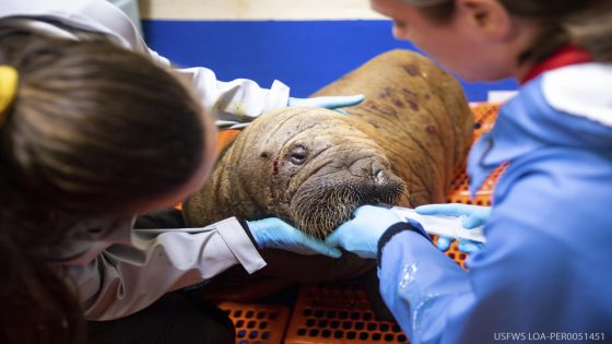 Rescued walrus calf ‘sassy’ and alert after seemingly being left by her herd in Alaska – MASHAHER