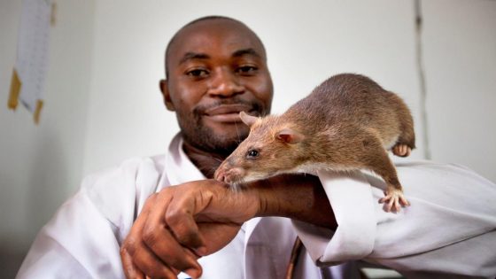 Could rodents help in the fight against tuberculosis? – MASHAHER