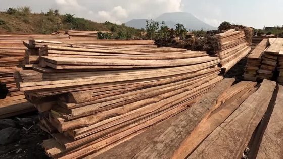 Congo’s conflict fuels ‘unprecedented’ forest loss – MASHAHER