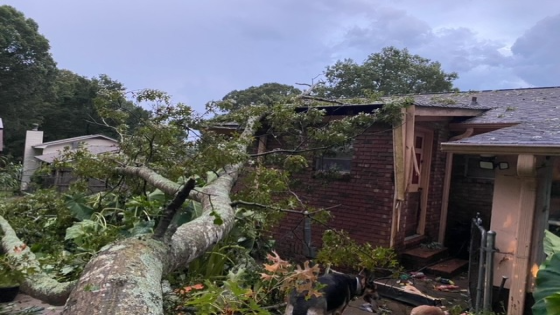 Severe storms tear through north Georgia, downing trees and power lines – MASHAHER