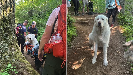 Firefighters carry 160-pound dog down Oregon mountain after pup is injured on trail – MASHAHER