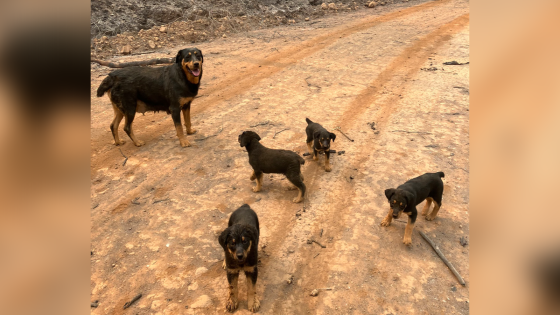 Two dogs and their puppies were stuck in California’s Park Fire. An emergency responder ran 1.5 miles to save them. – MASHAHER