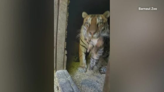 Eight rare tiger cubs born in Russian zoo – MASHAHER