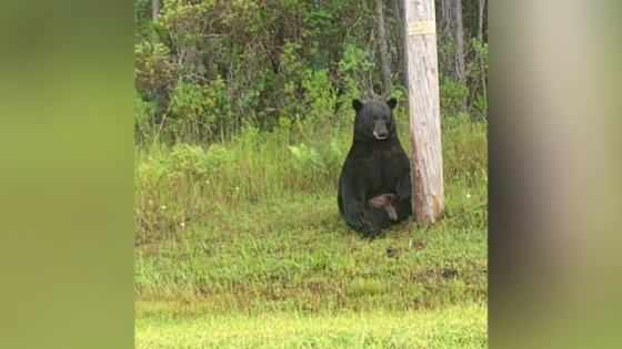 Florida drivers tried to take selfie with ‘depressed’ black bear, sheriff says – MASHAHER