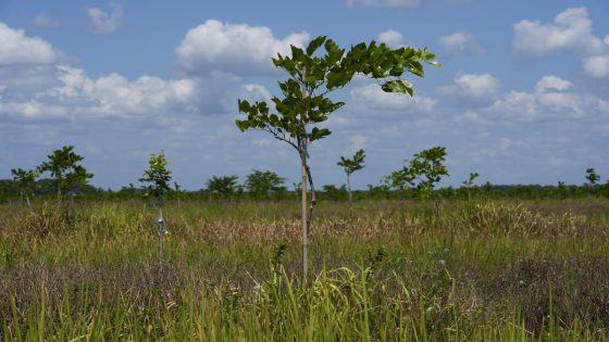 Pongamia trees grow where citrus once flourished, offering renewable energy and plant-based protein – MASHAHER