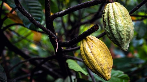 ‘Might allow us to produce drought-tolerant or disease-resistant cacao trees’ – MASHAHER