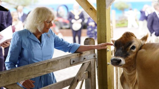 Queen gets the giggles as she meets frisky Jersey cows – MASHAHER