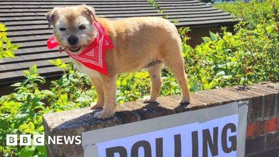 Pooches at polling stations across the UK – MASHAHER