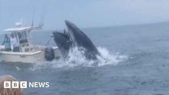 Breaching whale capsizes boat and sends two people overboard – MASHAHER